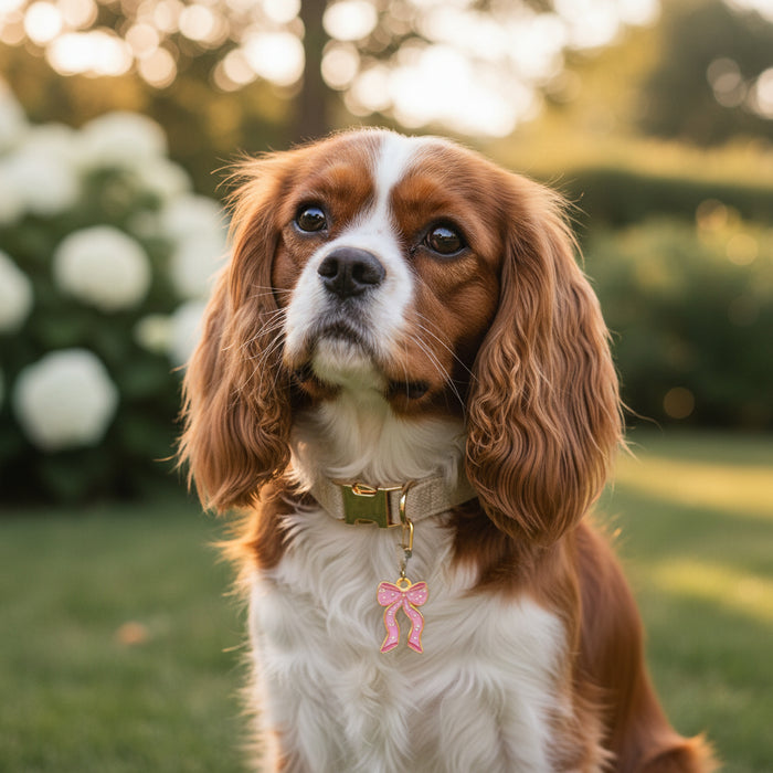A Cavalier King Charles Spaniel with long, wavy ears sits on grass, wearing The Darling Effect’s Bow Pink Pawfect Collar Charm. White flowers and greenery blur in the background under warm sunlight.