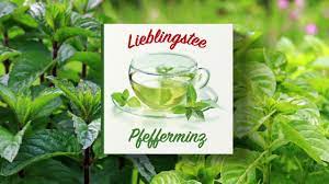 Lieblingstee - Pfefferminz