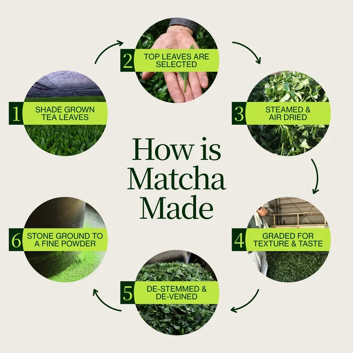 Step by step matcha production process from shade grown leaves to stone ground powder